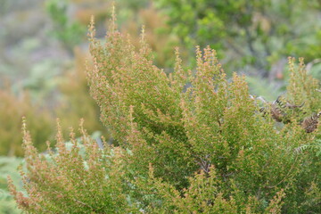 Erica Plants in Kirstenbosch National Botanical Garden