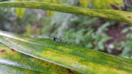 Polyrhachis Diving Insect on green leaf. Shot in the forest. Spiny Ants, Formicidae. Perfect for documentaries about tropical rainforests and World Environment Day on June 5th.
