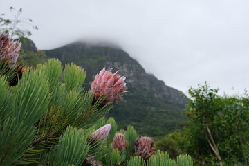 Vibrant Protea Blooms in Kirstenbosch Botanical Garden