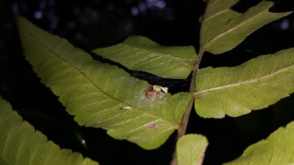 Golden jumping spider. Shot in the forest. Pseudemathis trifida, Lurio conspicuus, Salticidae, ordo Araneae, Perfect for documentaries about tropical rainforests and World Environment Day on June 5th.