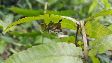 Huntsman spider shell hanging on a leaf. Huntsman spider, Cupiennius salei, wolf spider, Perfect for documentaries about tropical rainforests and World Wildlife Conservation Day on December 4th.