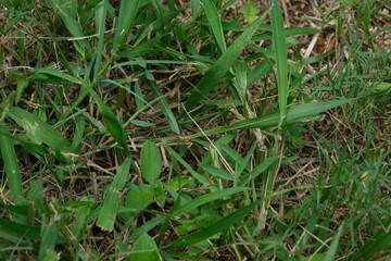 Cynodon Dactylon Grass in Lowveld National Botanical Garden