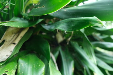 Dracaena Fragrans with Dew Drops in Lowveld Botanical Garden