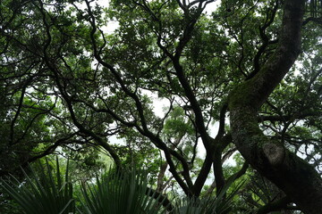 Majestic Tree in Lowveld National Botanical Garden
