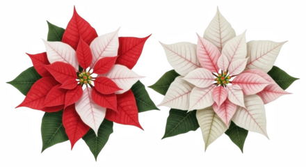 Two beautiful poinsettia flowers one red and white the other pale pink and white isolated on transparent background