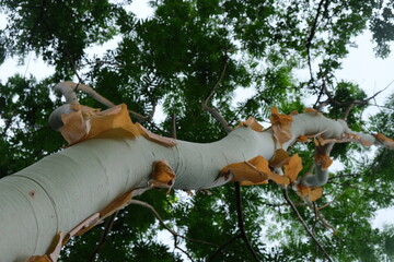 Silver Birch Tree in Lowveld National Botanical Garden