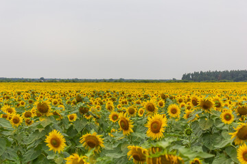 sunflower field against blue sky close-up, Ukraine