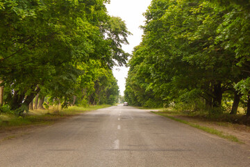 asphalt road close up green trees around