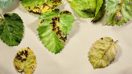 Assorted botanical specimens showcasing the visual impact of plant pathology and natural senescence.