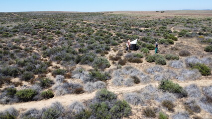 Elytropappus rhinocerotis Shrubland in Hantam National Botanical Garden