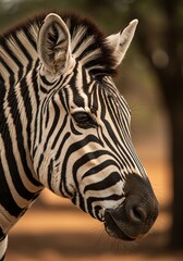 Naklejka premium Zebra Head Close-up in Natural Environment with Warm Sunset Lighting