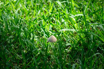 Close-up of Mushroom in Thoyondou National Botanical Garden