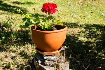 Red Pelargonium in a terracotta pot on a wooden stump in a rural yard