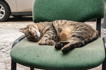 Adorable tabby cat peacefully napping on an outdoor chair by a city street