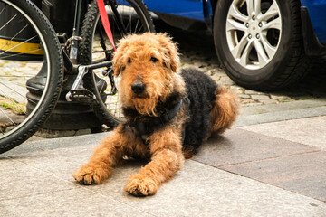 Handsome young male Airedale Terrier patiently waiting by an his owner's bicycle on a city sidewalk