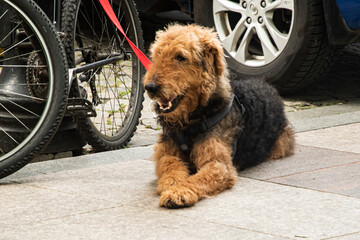 Handsome young male Airedale Terrier patiently waiting by an his owner's bicycle on a city sidewalk