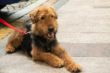 Handsome young male Airedale Terrier patiently waiting by an his owner's bicycle on a city sidewalk