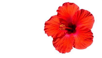 Fototapeta premium Vibrant red hibiscus flower showcasing delicate petals and a sunny bloom.