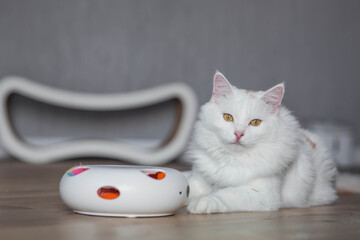A young white fluffy cat is playing with an electronic toy. Pet gadgets. Pet care and maintenance.