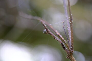 Macro Close-Up of Araneae on Dewy Twig in Kwelera National Garden