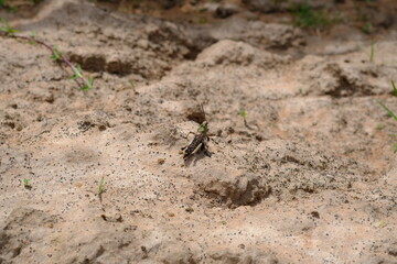 Acrididae Insect in Kwelera National Botanical Garden