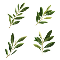 Naklejka premium Set Olive Leaf on isolated transparent cutout PNG Background