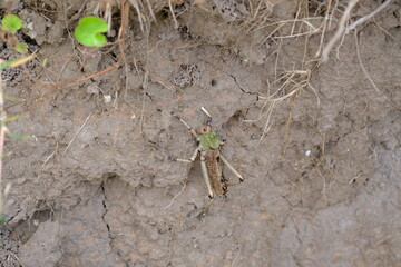 Acanthacris ruficornis Grasshopper in Kwelera National Botanical Garden
