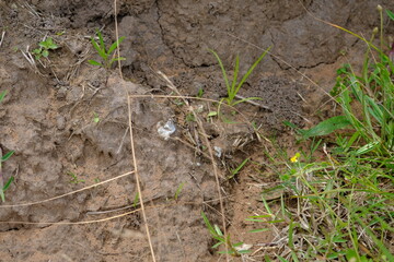 Cyperus esculentus in Kwelera National Botanical Garden
