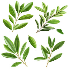 Fototapeta premium Set Olive Leaf on isolated transparent cutout PNG Background