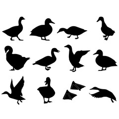 Obraz premium Set of bird silhouettes in various cute and cartoon styles for nature and wildlife design