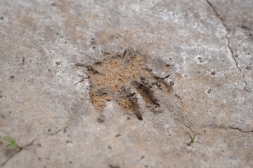 Animal Track in Kwelera National Botanical Garden