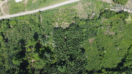 Aerial View of Elaeis guineensis Vegetation at Lake Bosomtwe, Ghana