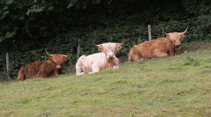 A group of three highland cattle lying on the grass. The cows are all looking in the same direction and the field slopes away