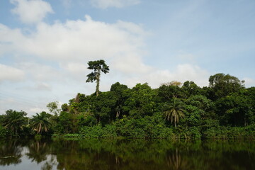 Serene Tree by Lake Bosomtwe with Cloudy Sky