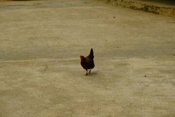 Gallus Gallus Domesticus by Lake Bosomtwe, Ghana