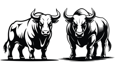 black and white bull