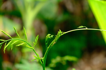 Macro View of Galium aparine at Lake Bosomtwe, Ghana