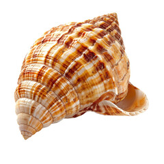 Close-up of a sea snail shell, displaying intricate, spiral patterns in beige, tan, and brown hues