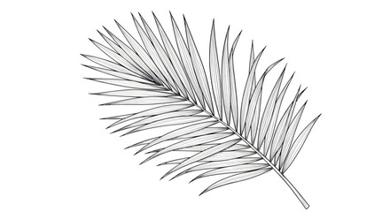 Obraz premium Palm leaf illustration isolates on black. Use for design, summer concepts, backgrounds, or tropical themes.
