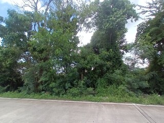 The road near the canal in countryside with forest.