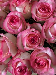 bouquet of pink roses in close up 