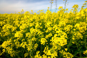 Obraz premium Rapeseed field, blooming canola flowers, bright yellow flowering