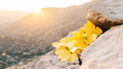 Yellow Leaves on Rock Against Blurred Sunrise Horizon View