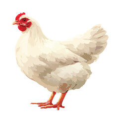 Fototapeta premium chicken isolated in White Background, chicken vector, Flat lay vector illustration