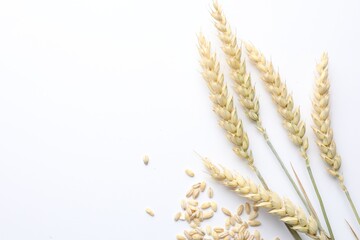 Wheat spikes and seeds on white background, flat lay. Space for text