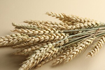 Many wheat spikes on beige background, closeup