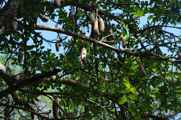 Kigelia Africana Tree in Thoyondou National Botanical Garden