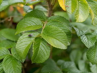 wild rose leaves with intense color and texture, with deep visible veins and serrated edges, spectacular blurred background, selective focus at close range, natural environment, dynamic element