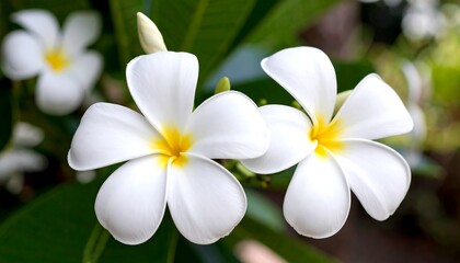 Close-up of white plumeria flowers