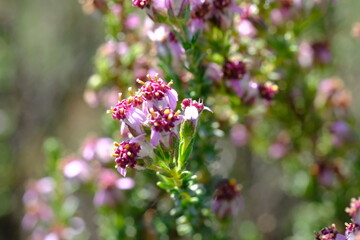 Vibrant Erica Flowers in Hantam National Botanical Garden, South Africa